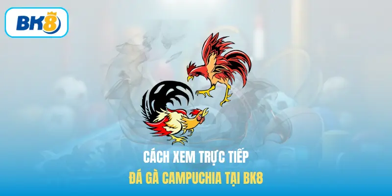 Cách xem trực tiếp đá gà Campuchia tại BK8