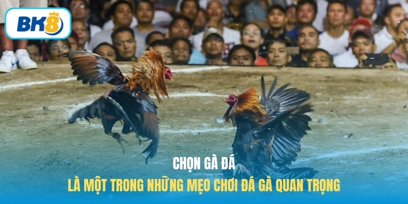 Chọn gà đá là một trong những mẹo chơi đá gà quan trọng