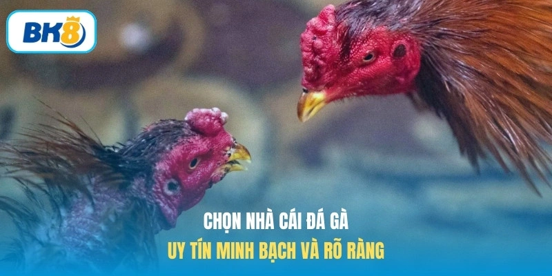 Chọn nhà cái đá gà uy tín minh bạch và rõ ràng