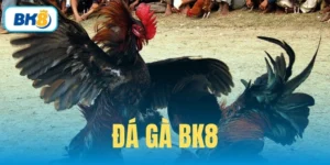 đá gà BK8