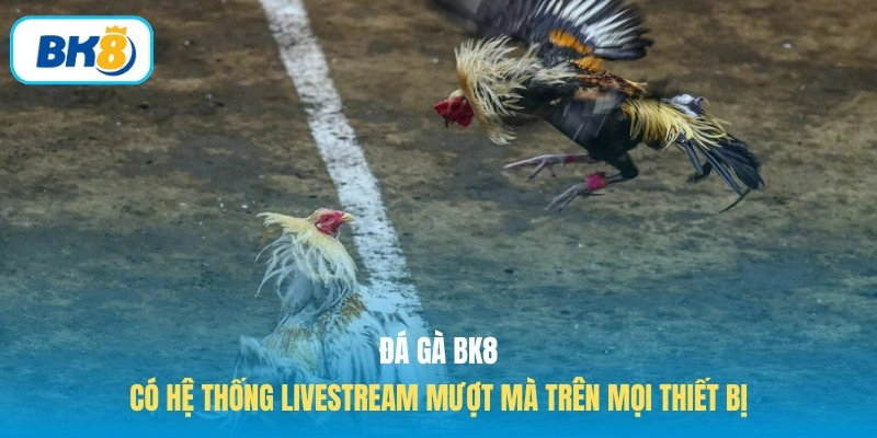Đá gà BK8 có hệ thống livestream mượt mà trên mọi thiết bị