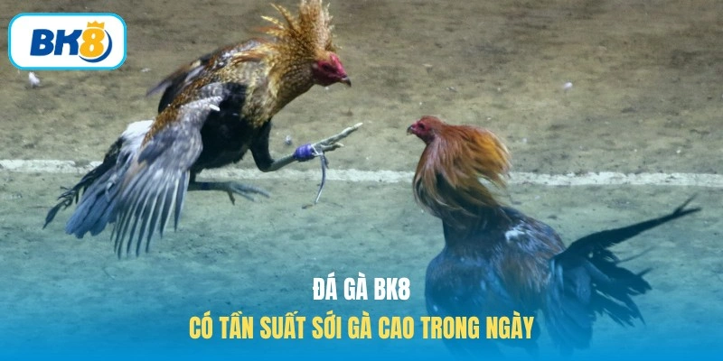 Đá gà BK8 có tần suất sới gà cao trong ngày