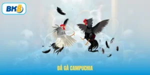 Đá Gà Campuchia – Cách Xem Chọi Gà Truyền Thống Tại BK8