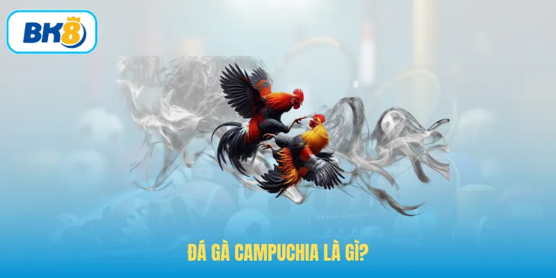 Đá gà Campuchia là gì?