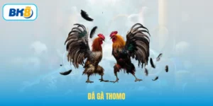 Đá Gà Thomo – Tham Gia Trường Chọi Kê Vip Nhất Tại BK8
