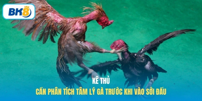 Kê thủ cần phân tích tâm lý gà trước khi vào sới đấu