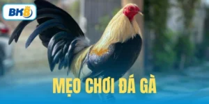 mẹo chơi đá gà