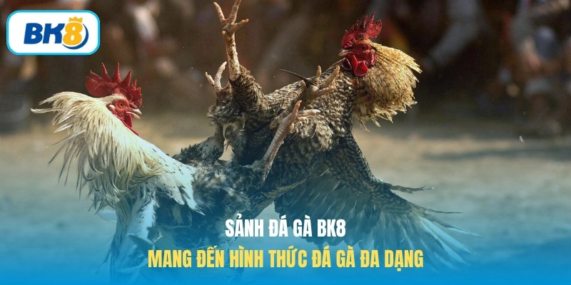 Sảnh đá gà BK8 mang đến hình thức đá gà đa dạng