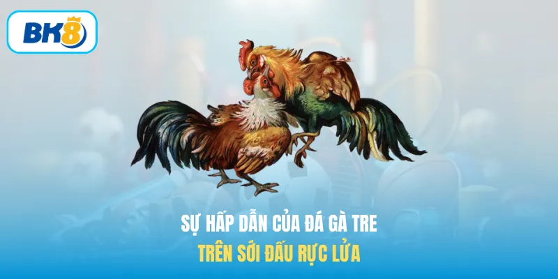 Sự hấp dẫn của Đá gà tre trên sới đấu rực lửa