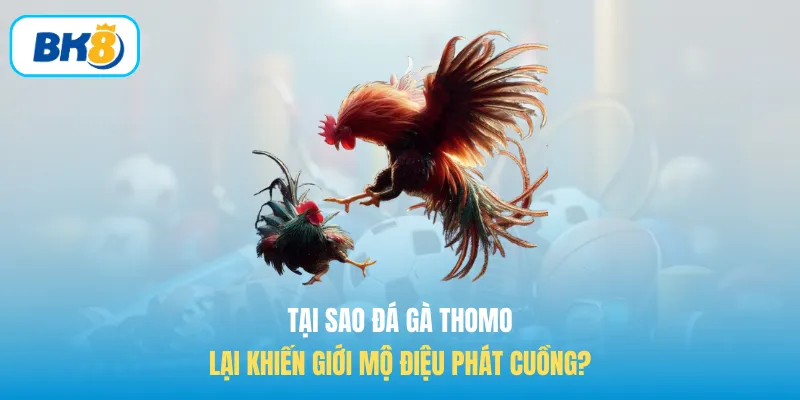 Tại sao đá gà Thomo lại khiến giới mộ điệu phát cuồng?