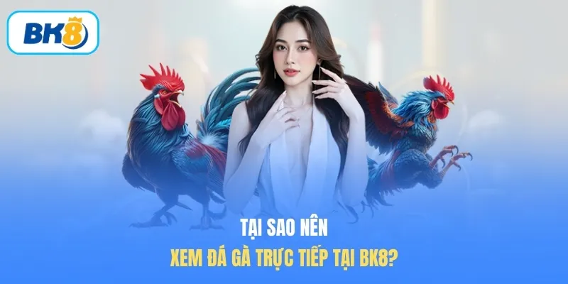 Tại sao nên xem đá gà trực tiếp tại BK8?