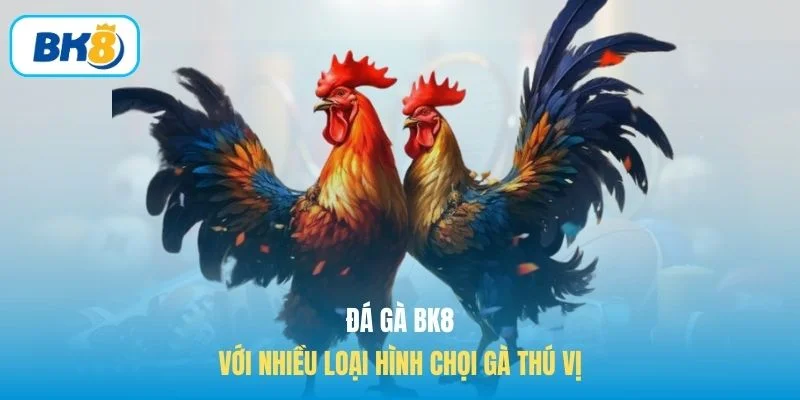 Đá gà BK8 với nhiều loại hình chọi gà thú vị